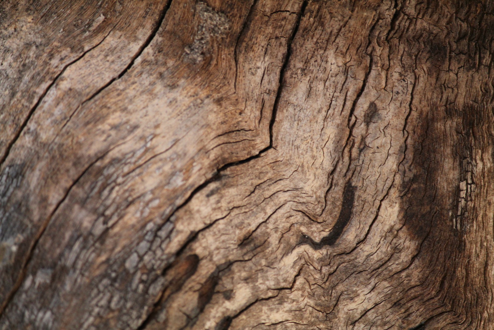 trunk fragment